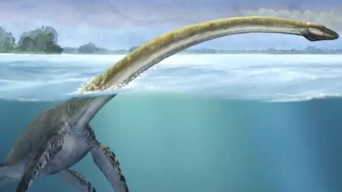 Algarrobo: Tesoro prehistórico estaría en riesgo por construcción de muelle