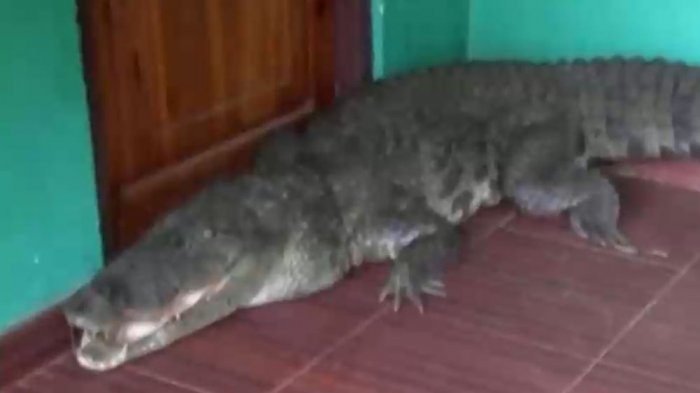 De infarto: Una niña se encontró con un cocodrilo al interior de su casa
