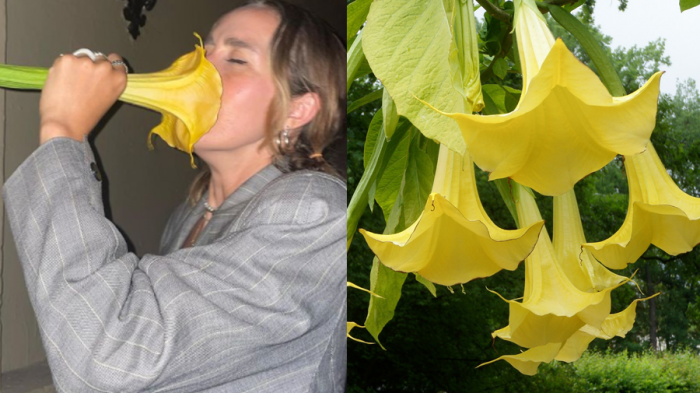 Bloguera y cantante terminó alucinando tras inhalar una flor venenosa que encontró en la calle