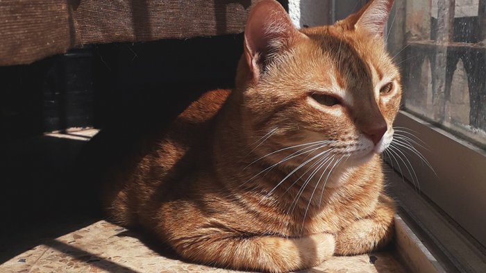 Con multas de casi $300 mil: Condado australiano instaurará 