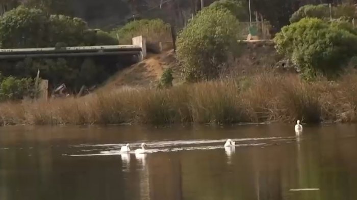 Denuncian que cables eléctricos han matado cisnes en un humedal de El Tabo