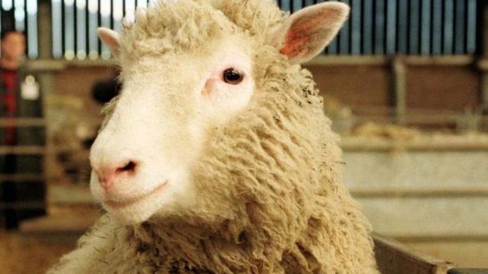 El primer mamífero clonado: Se cumplen 25 años desde el nacimiento de la oveja Dolly