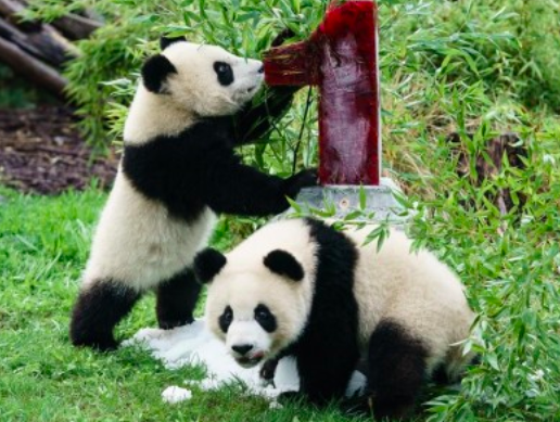 Gobierno chino declaró que los pandas ya no son una especie en peligro