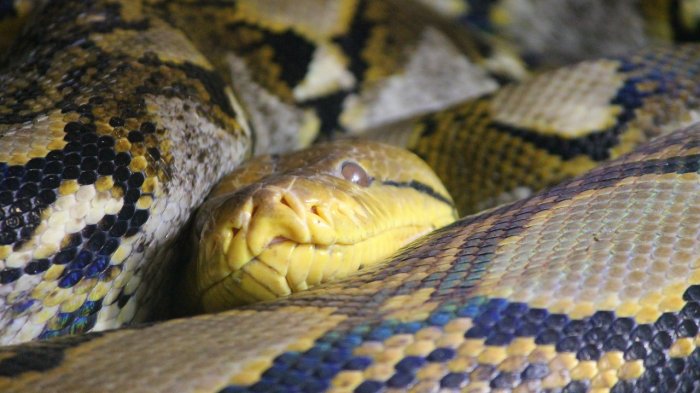 La segunda en cuatro días: Adulta mayor se encontró con una serpiente saliendo del inodoro en Austria