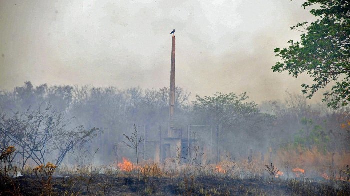 En el primer semestre de 2021, la deforestación en la Amazonía brasileña fue la mayor en 6 años
