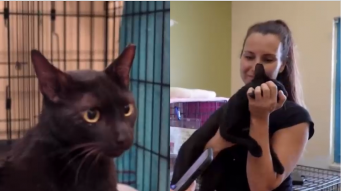 Gato fue rescatado de edificio derrumbado en Miami y se reunió con sus dueños a 16 días del accidente