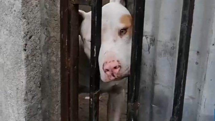 Mortal ataque de perro pitbull dejó a un muerto y a otra persona herida en Talca