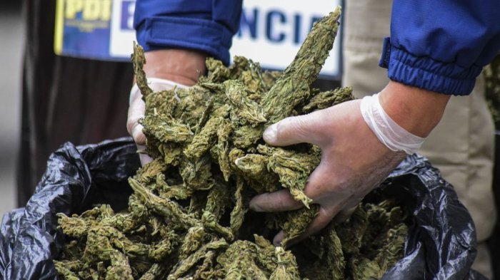 Intentó fugarse: PDI La Calera detuvo a sujeto con cerca de $33 millones en cannabis sativa
