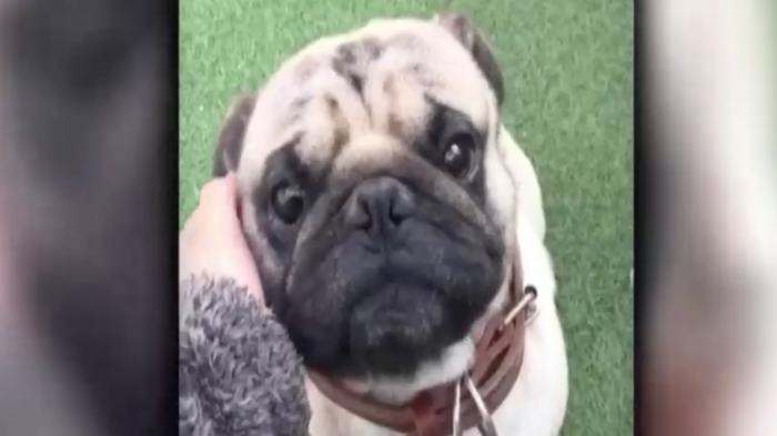 Microchip ayuda a recuperarlos: Alerta por robo de perros de razas pequeñas