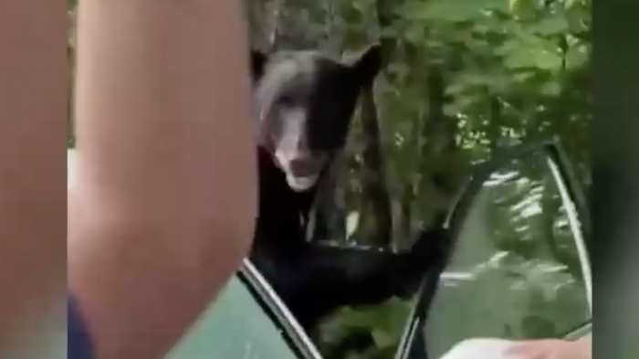 ¿Cómo llegó ahí? Oso fue sorprendido dentro de un auto y su dueño lo enfrentó para ahuyentarlo
