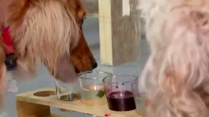 Para compartir con tu mascota: Bar pet friendly sirve 