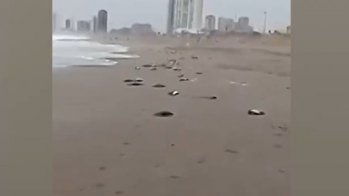 Más de 170 aves aparecieron muertas en las costas de Iquique