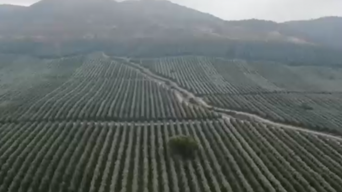 Incendios, sequía y Petorca: El inédito fallo contra monocultivos de paltas por daño al bosque nativo en Pichidegua