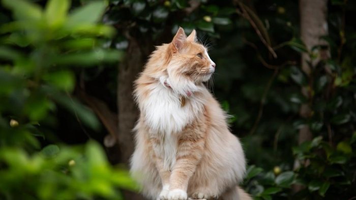 Denunciaron una fiesta clandestina y era un gato que puso la música a todo volumen
