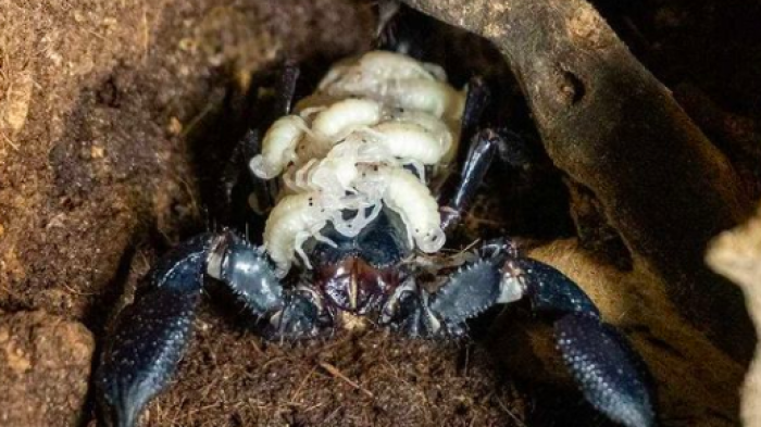De cuerpo negro y cola filosa: Así es el escorpión más grande del mundo que nació en España