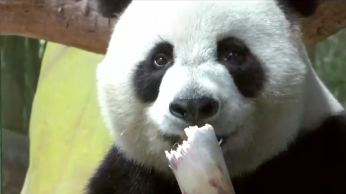 Pandas trillizos celebraron su cumpleaños número 7: Son los únicos en el mundo