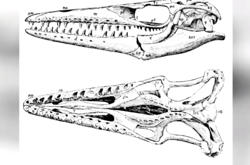 Inédito hallazgo de paleontólogos: Descubren reptil marino que habitó en Chile hace 66 millones de años