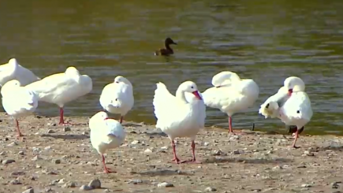 Triunfo de vecinos de la zona: En Zapallar laguna será declarada como humedal urbano