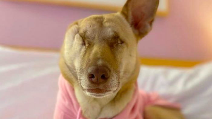 Maggie, la perrita que sobrevivió a 17 disparos y se convirtió en animal de terapia