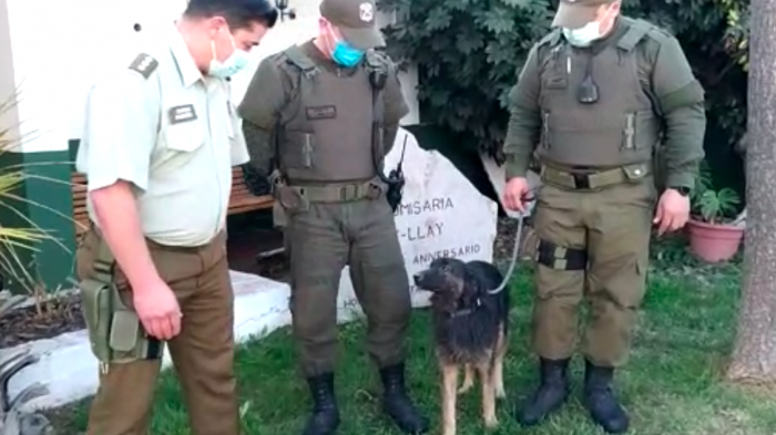 Rescatan a perrito que fue arrojado a un canal dentro de un saco en Llay Llay