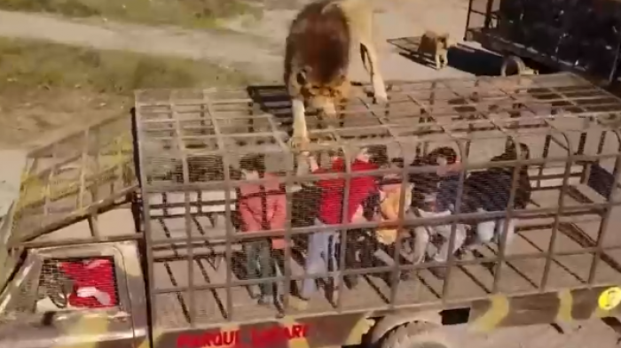 León la habría mordido: Ex trabajadora de Parque Safari denunció ataque similar que fue ocultado