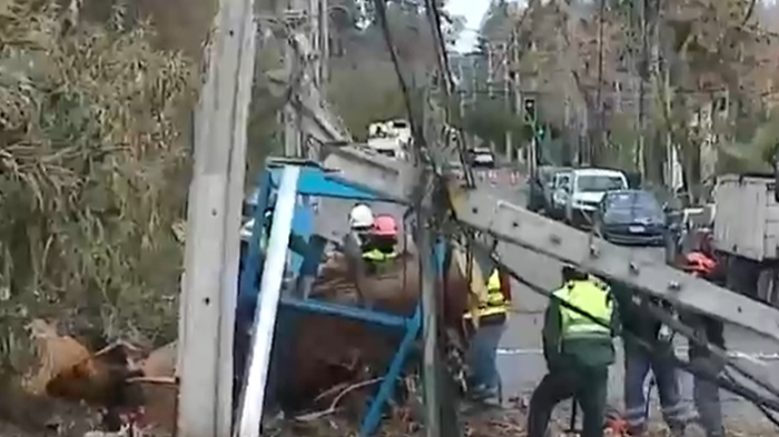 ¿Quién responde? Árbol se desplomó y destruyó vehículos tras fuertes vientos