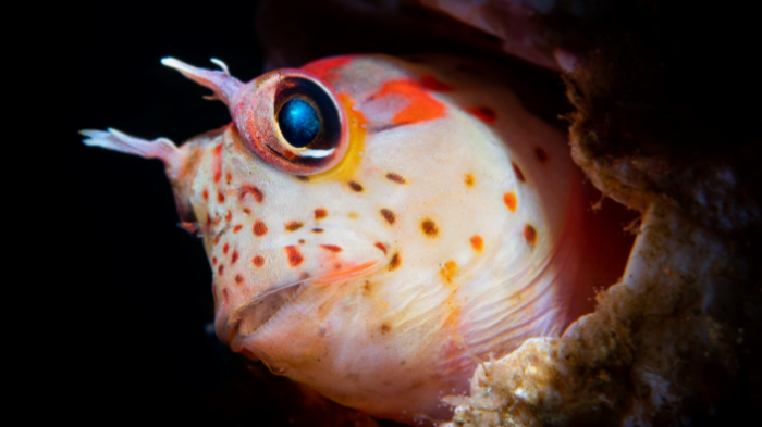 Selección chilena de fotografía submarina: 