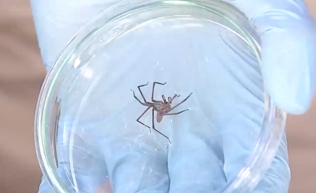 Julio César Rodríguez fue mordido por una araña: Especialistas recomiendan recurrir inmediatamente a una urgencia