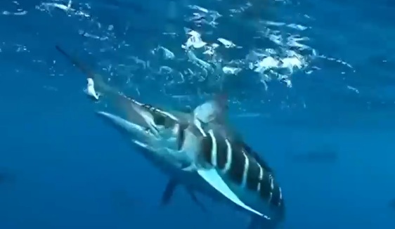 Preocupación por tiburones 