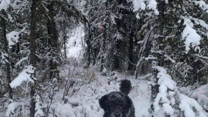 La ilusión óptica que se toma las redes sociales: ¿Ves a un perro o a una persona?