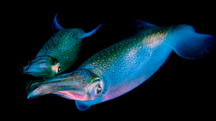 [Galería] Selección chilena de Fotografía Submarina rumbo al mundial en Portugal: Estas son algunas de sus imágenes