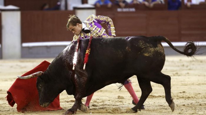 Torero fue hospitalizado tras sufrir grave cornada: Había intentado matar al animal en público
