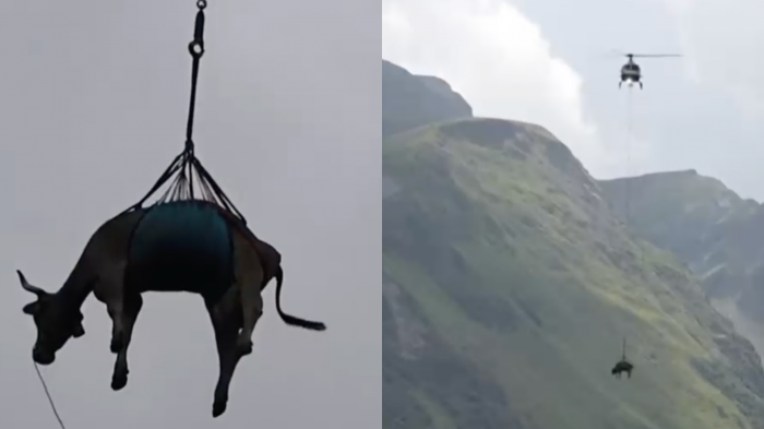 Volaron por el cielo: Así fue el rescate en helicóptero de una decena de vacas heridas