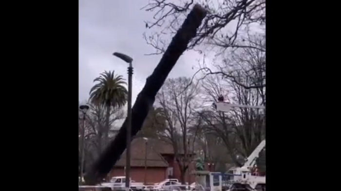 Talan árbol y por error destruyen monumento de Simón Bolívar en Parque Ecuador de Concepción