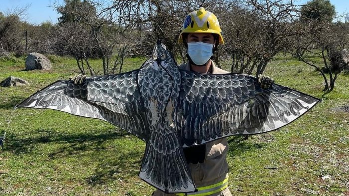 Bomberos de Litueche acudieron al rescate de supuesta ave atrapada: Se trataba de un volantín