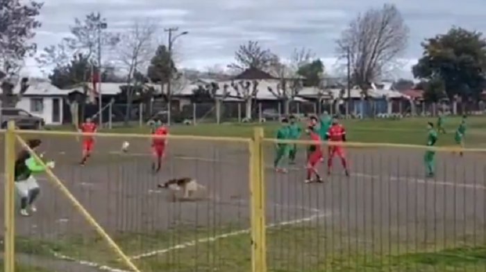 Perro chileno se transforma en viral tras anotar golazo en cancha de Chillán