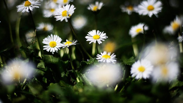 Se acerca la primavera: ¿Qué día y a qué hora comenzará oficialmente en Chile?