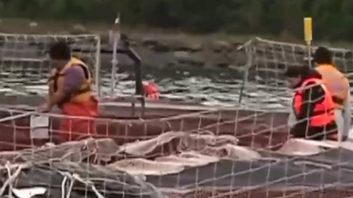 Millonaria multa a salmonera por malas prácticas medio ambientales