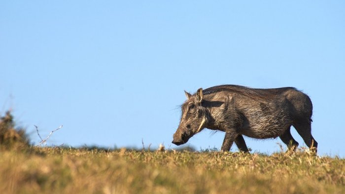 Hombre intentó cazarlo: Jabalí mató a millonario que le disparó