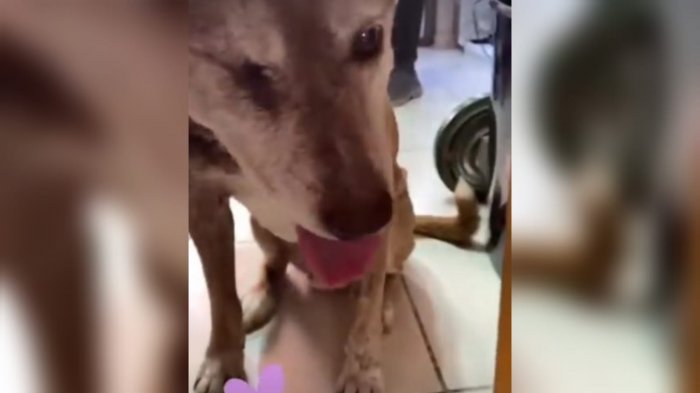 La lucha de Atila: La difícil recuperación del perro que recibió más de 20 balazos en Maipú