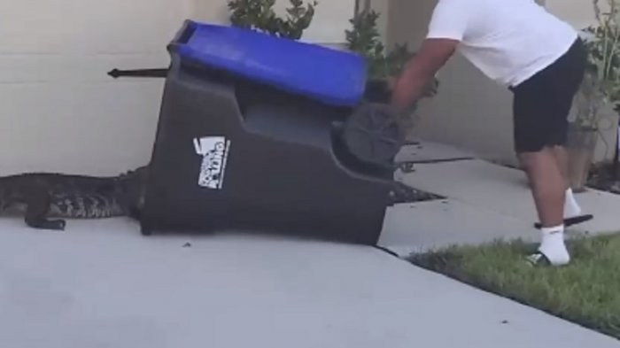 Sin miedo: Hombre en Estados Unidos logró capturar a un cocodrilo con un basurero