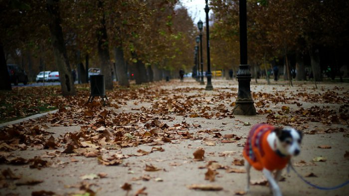Vientos desde Coquimbo hasta Biobío: Onemi declara Alerta Temprana Preventiva por aviso meteorológico