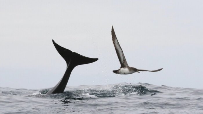 Área Marina Archipiélago de Humboldt: Medio Ambiente abordó propuesta sobre protección de ecosistemas en La Higuera