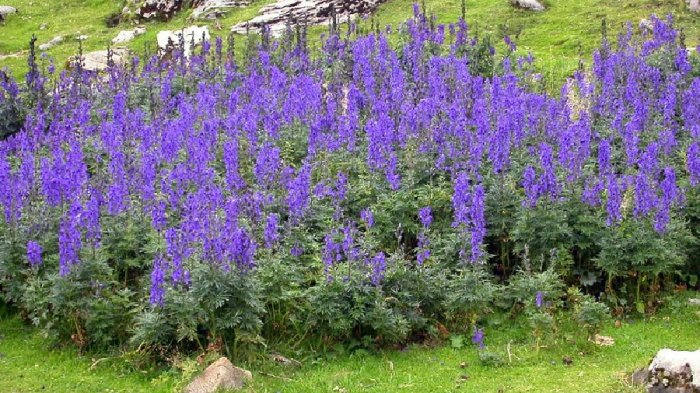 ISP informa la existencia de 47 plantas tóxicas en el país: Revisa cuáles son y la sintomatología que producen