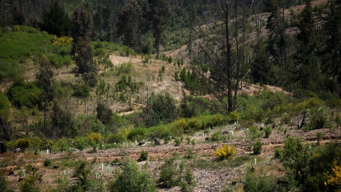 Fernanda Salinas y plantaciones forestales en Chile: “Pueden llegar a ser sostenibles, pero no de la forma en que trabajan en la actualidad”