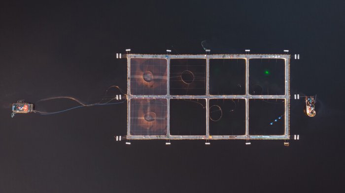 Max Bello, el señor de los océanos: “La salmonicultura tiene que salir del agua”