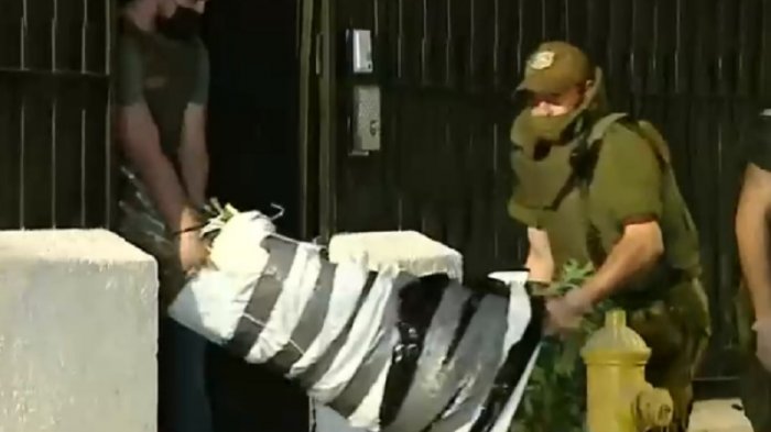 Polémica por el decomiso de 700 plantas de marihuana: Las cultiva una fundación