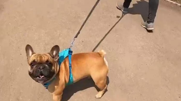 Proyecto de ley busca impedir la comercialización de perros y gatos en criaderos