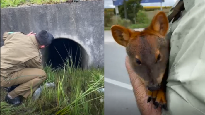 El rescate a un pudú que estaba atrapado en un alcantarillado en Puerto Montt