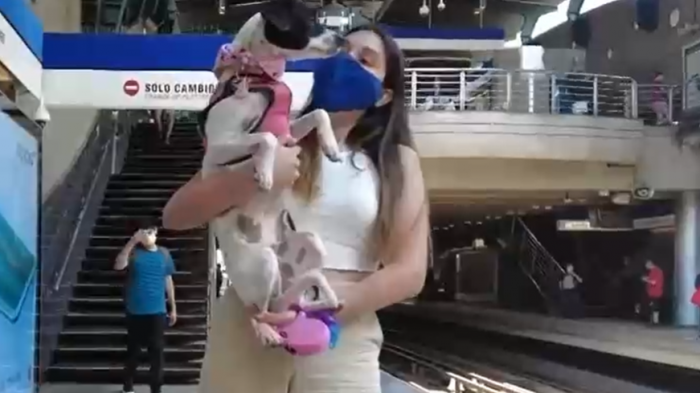 Tendría costo: Ley permitiría transportar mascotas en buses y metro